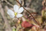 dwarf sundew